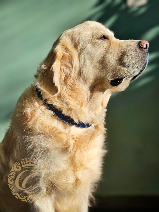 Dog collar Royal Blue Maxi Dog Collar Blue Meads Custom made Collars and Leashes CollarCrafts Dog Necklaces Boys collar honden halsband | halsband | Unbreakable dog necklaces | Blue collar | Martingale dog collar | Buckle dog collars | wooden bead dog collars | alu max com dog collars | beaded collars for dogs | Blue beads dog collars