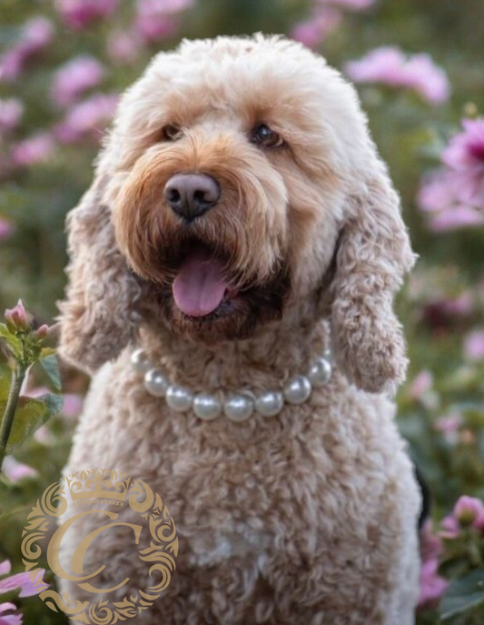 Dog collar Lady Pearls Maxi | Dog Collars | jewelry dog Collars | CollarCrafts | dogcollar | collar | hondenhalsband | halsbanden en leibanden | Luxury dog collars | unbreakable necklace for dog | chic dog collar | Christmas dog collars | martingale dog collars | Pearls dog collars | alu max com dog collars | beaded collars for dogs | White pearls dog collars