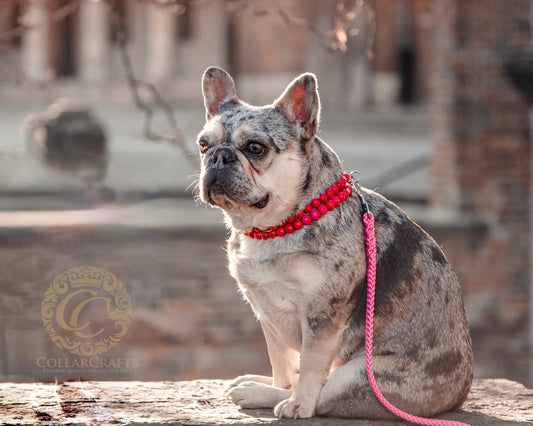 Luxury pink fuchsia beaded dog collar with stainless steel hardware and a matching leash on a french bulldog