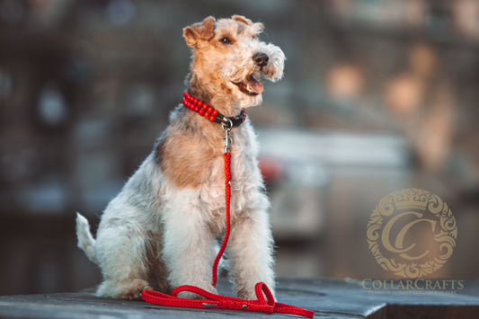 Dog collar Double Foxberry