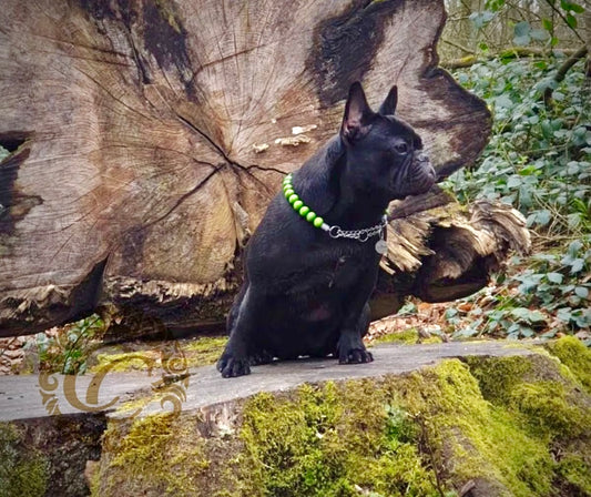 Dog collar Green Apple Mini | handmade dog collar | collarcrafts | dogcollar | halsband | dogcollar | collar | hondenhalsband | hondenband | Kattenhalsband | bead dog collars | cat mood collar | beaded dog collar | beaded dog collars | wooden bead dog collars | alu max com dog collars | beaded collars for dogs | rainbow dog collars | collarcrafts