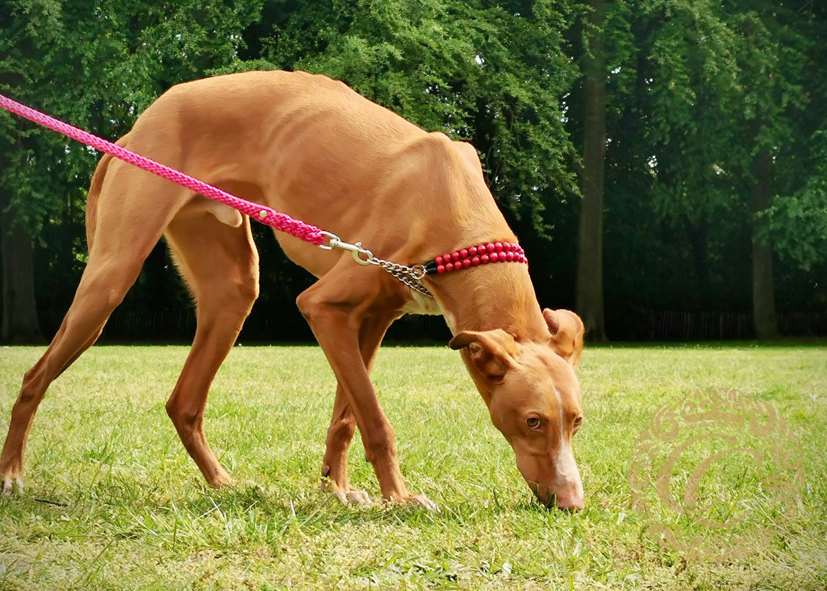 Unbreakable store dog harness