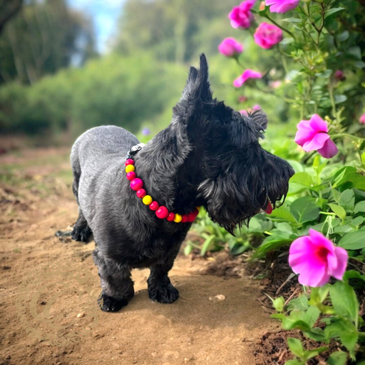 Dog collar Pink Spring | Dog Collars | Cat Collars | CollarCrafts | dogcollar | collar | hondenhalsband | hondenband | Kattenhalsband | bead dog collars | cat mood collar | beaded dog collar | beaded dog collars | wooden bead dog collars | alu max com dog collars | beaded collars for dogs | rainbow dog collars | collarcrafts