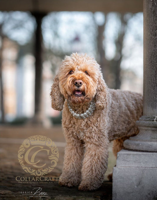 Pearl Dog CollarCollarCrafts Lux Pearl Neckase For Dogs Luxury Pet Accessories Large Beads Dog Collar Durable Unbreakable Dog Necklace
