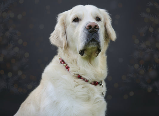 Dog collar Red Gold | Handmade Dog Collars | Design dog Collars | CollarCrafts | Christmas dog collar | dogcollar | collar | hondenhalsband | kerstmis honden halsband | Unbreakable dog necklace | bead dog collars | Red Gold Christmas collar | Luxury dog collar | Martingale dog collars | wooden bead dog collars | alu max com dog collars | beaded collars for dogs | Red beads dog collars | CollarCrafts