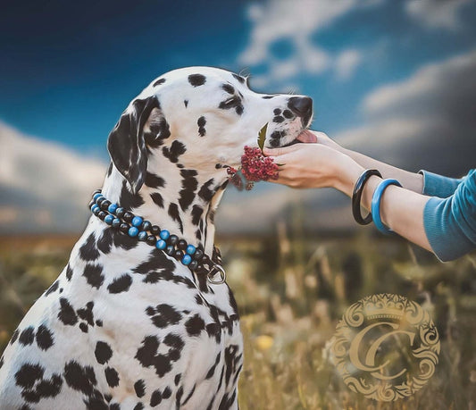 Dog collar Double Midi Blue | handmade dog collar | collarcrafts | dogcollar | halsband | dogcollar | collar | hondenhalsband | hondenband | Kattenhalsband | bead dog collars | cat mood collar | beaded dog collar | beaded dog collars | wooden bead dog collars | alu max com dog collars | beaded collars for dogs | rainbow dog collars | collarcrafts