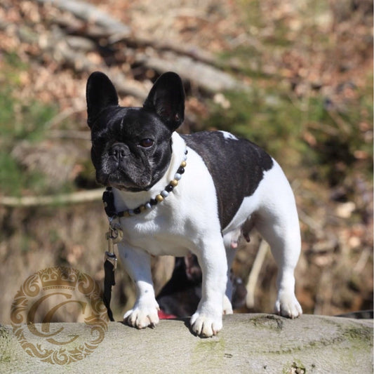 Dog collar Black Gold Silver Mini | Dog Collars | Collar leash set | CollarCrafts | dogcollar | collar | hondenhalsband | Halsbanden | Honden halsband | Unbreakable dog necklaces | Custom made dog collar | beaded dog collar | Luxury dog collars | wooden bead dog collars | alu max com dog collars | beaded collars for dogs | Christmas dog collars | collarcrafts