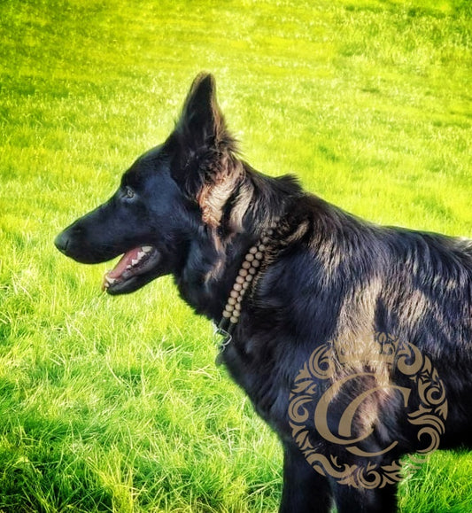 Dog collar Double Gray Mini CollarCrafts | handmade dog collars | dog collar | dogcollar | collar | dogcollar | collar | hondenhalsband | honden halsbanden | bead dog collars | Luxury dog collars | Martingale beaded dog collar | Buckle dog collars | wooden bead dog collars | alu max com dog collars | beaded collars for dogs | gray beads dog collars | collarcrafts