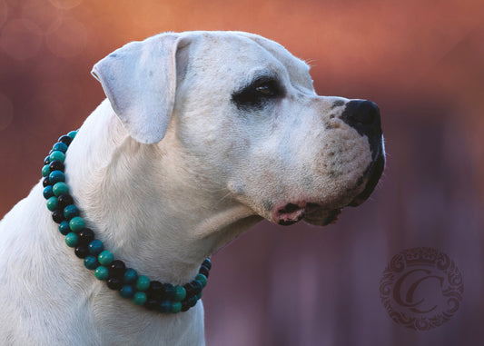 dogcollar | collar | Dog collar "Double Midi Turquoise" | Dog Collars | CollarCrafts | dogcollar | collar | bead dog collars | mood collar | beaded dog collar | beaded dog collars | wooden bead dog collars | alu max com dog collars | beaded collars for dogs | rainbow dog collars | collarcrafts