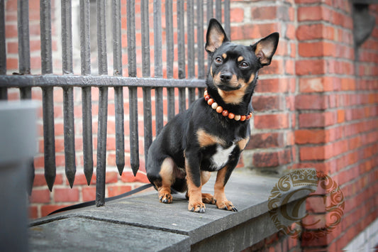 Dog collar Aubergine Mini | Dog collar | honden halsband | Beads dog collar | bead dog collars | Unbreakable dog necklace collar | Purple dog collar | Luxury dog collars and leashes | wooden bead dog collars | alu max com dog collars | Martingale collars for dogs | Purple dog collars