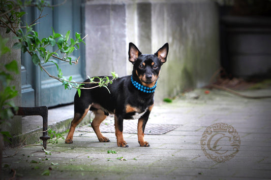 handmade dog collar - hondenhalsband - collarcrafts | dogcollar | collar | hondenband | Kattenhalsband | bead dog collars | cat mood collar | beaded dog collar | beaded dog collars | wooden bead dog collars | alu max com dog collars | beaded collars for dogs | rainbow dog collars