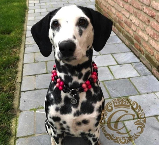 dogcollar | collar | handmade dog collars collarcrafts luxury dog collars | bead dog collars | mood collar | beaded dog collar | beaded dog collars | wooden bead dog collars | alu max com dog collars | beaded collars for dogs | rainbow dog collars | collarcrafts