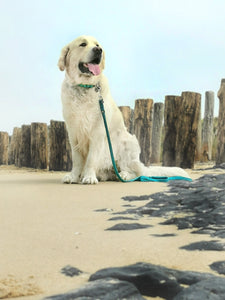 Exploring Coastal Bliss: A Seaside Stroll with Handmade Paracord Leashes by CollarCrafts