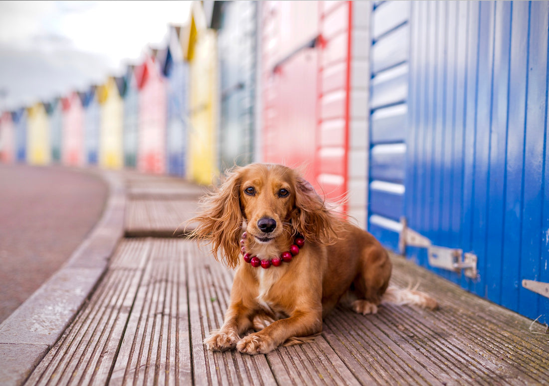 Dog collar Wine Red CollarCrfats on a cocker spaniel Lucia
