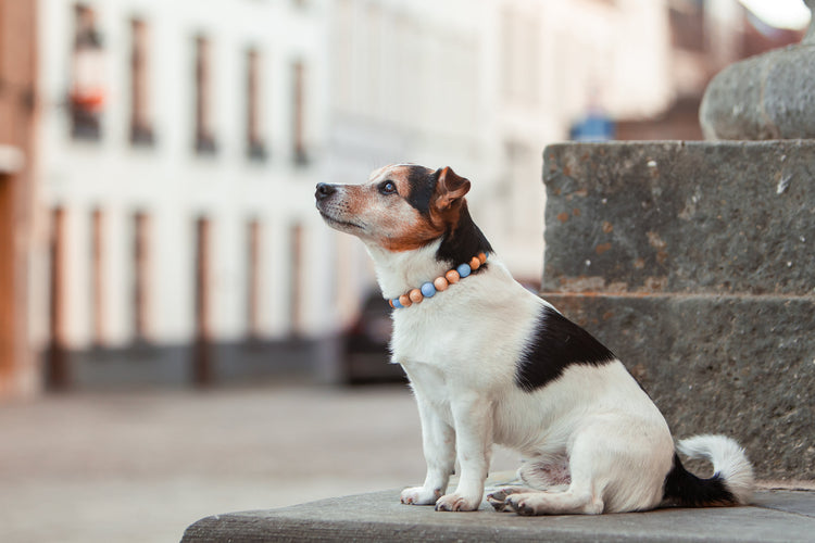 handmade dog collars collarcrafts