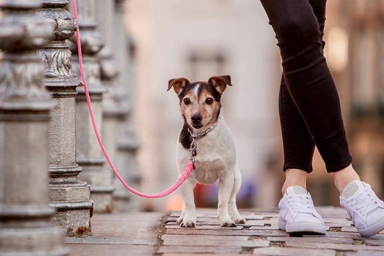 Dog Leash For Small Dogs CollarCrafts Pink Mini On a jack Russel Terrier Missy @the_great_detectives