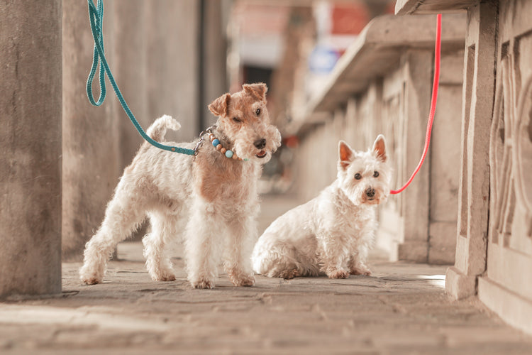 CollarCrafts beaded dog collars and matching leashes on a foxterrier and a westie