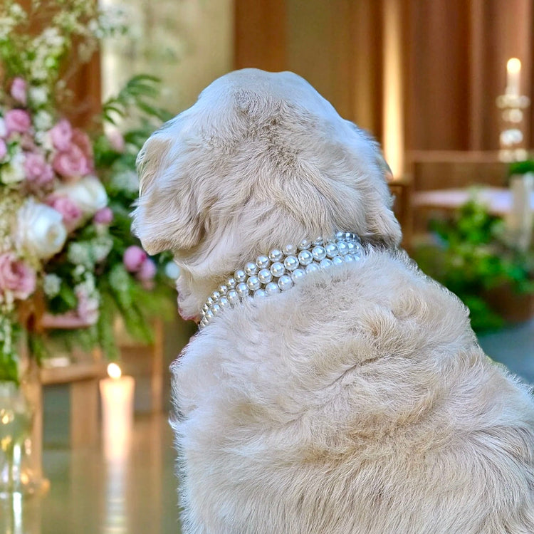 Wedding Dog Collars & Leashes