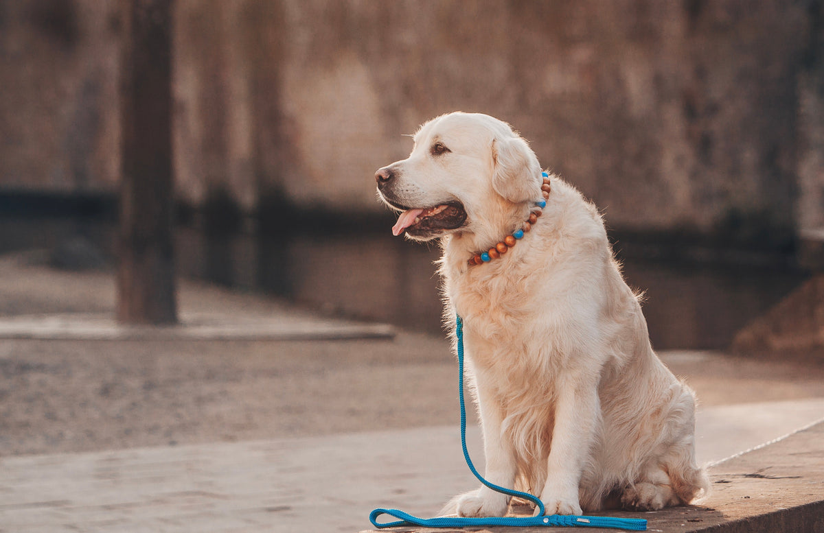 Dog Collar CollarCrafts with a matching leash on a golden retriever Sam