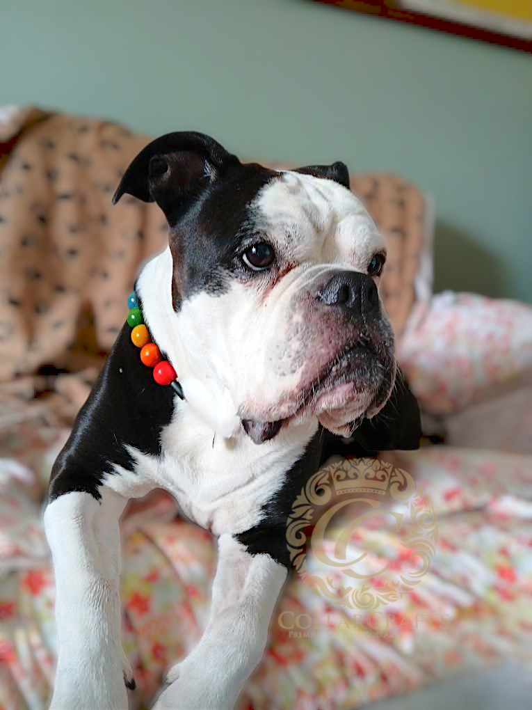Dog collar Happy Colors Maxi