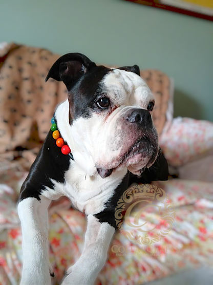 Dog collar Happy Colors Maxi