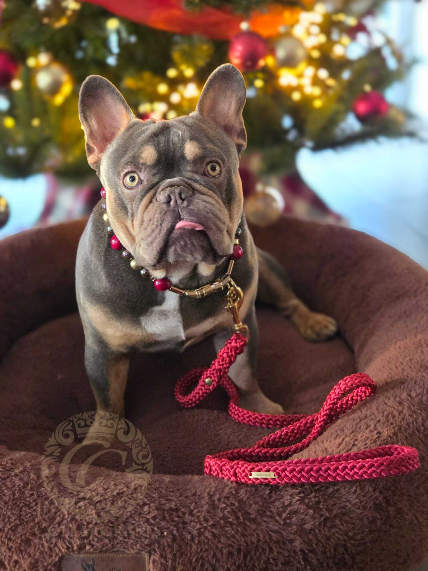 Dog Collar Burgundy Aurora