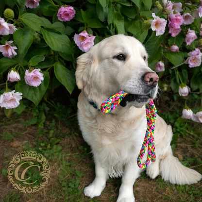 Handmade dog leash Rainbow | Dog Leashes | Dog Collars | CollarCrafts | dogleash | custom made leash | hondenhalsband | honden leiband | paracord dog lead | washable dog leash | paracord leash | fancy dog leashes | Rainbow dog leash | dog collar leash set | collarcrafts