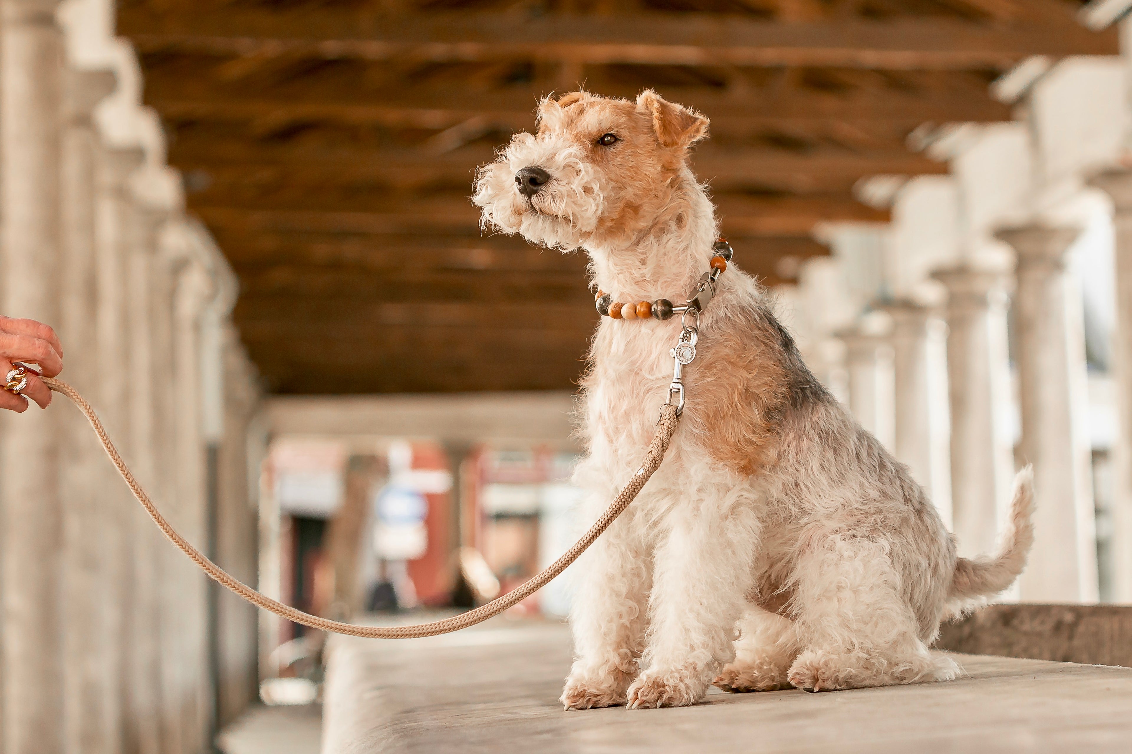 CollarCrafts Handmade premium beaded dog collars — durable, stylish, leash-safe- on a foxterrier Vic