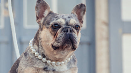 Pearl Collar CollarCrafs Pearls And Sparkles Fancy LUX dog collar Martingale closure with a matching leash CollarCrafts On A French Bulldog