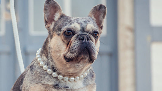 Pearl Collar CollarCrafs Pearls And Sparkles Fancy LUX dog collar Martingale closure with a matching leash CollarCrafts On A French Bulldog