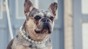 Pearl Collar CollarCrafs Pearls And Sparkles Fancy LUX dog collar Martingale closure with a matching leash CollarCrafts On A French Bulldog