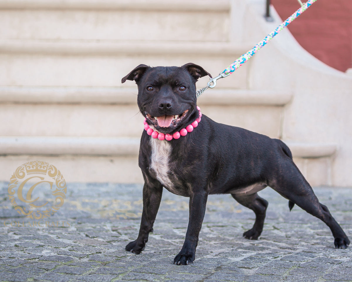 CollarCrafts Vivid Pink Maxi Beaded Dog Collar with vibrant pink beads, stylish and durable pet accessory