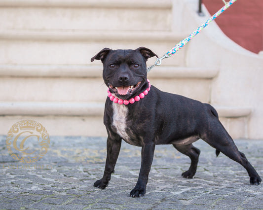 CollarCrafts Vivid Pink Maxi Beaded Dog Collar with vibrant pink beads, stylish and durable pet accessory