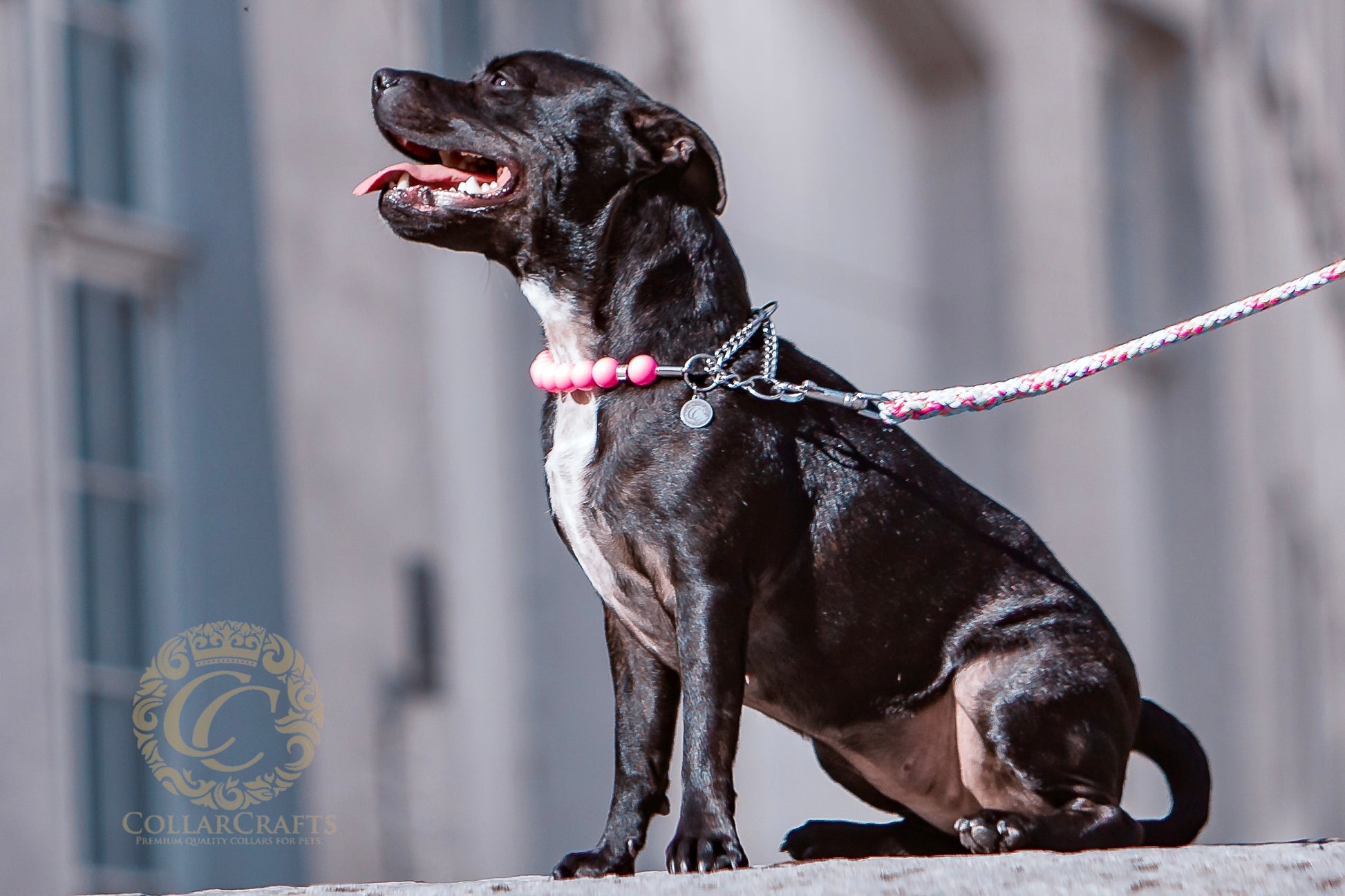 ID Tag Dog Collars | dogcollar | collar | hondenhalsband | hondenband | Kattenhalsband | bead dog collars | cat mood collar | beaded dog collar | beaded dog collars | wooden bead dog collars | alu max com dog collars | beaded collars for dogs | rainbow dog collars | collarcrafts