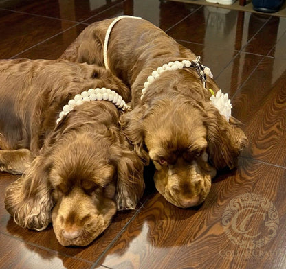 Dog collar Bella Beads