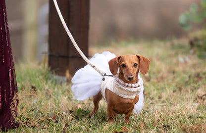 Dog leash for small & medium dogs Milky White | Dog leash Ivory | White Dog leash |Wedding dog Collars and leashes | CollarCrafts | doglead | paracord leashes | hondenleiband | Collar leash set | ivory leash small dog | handmade dog leashes | washable dog leash | handmade dog collar | small dog leash | wooden bead dog collars | collarcrafts