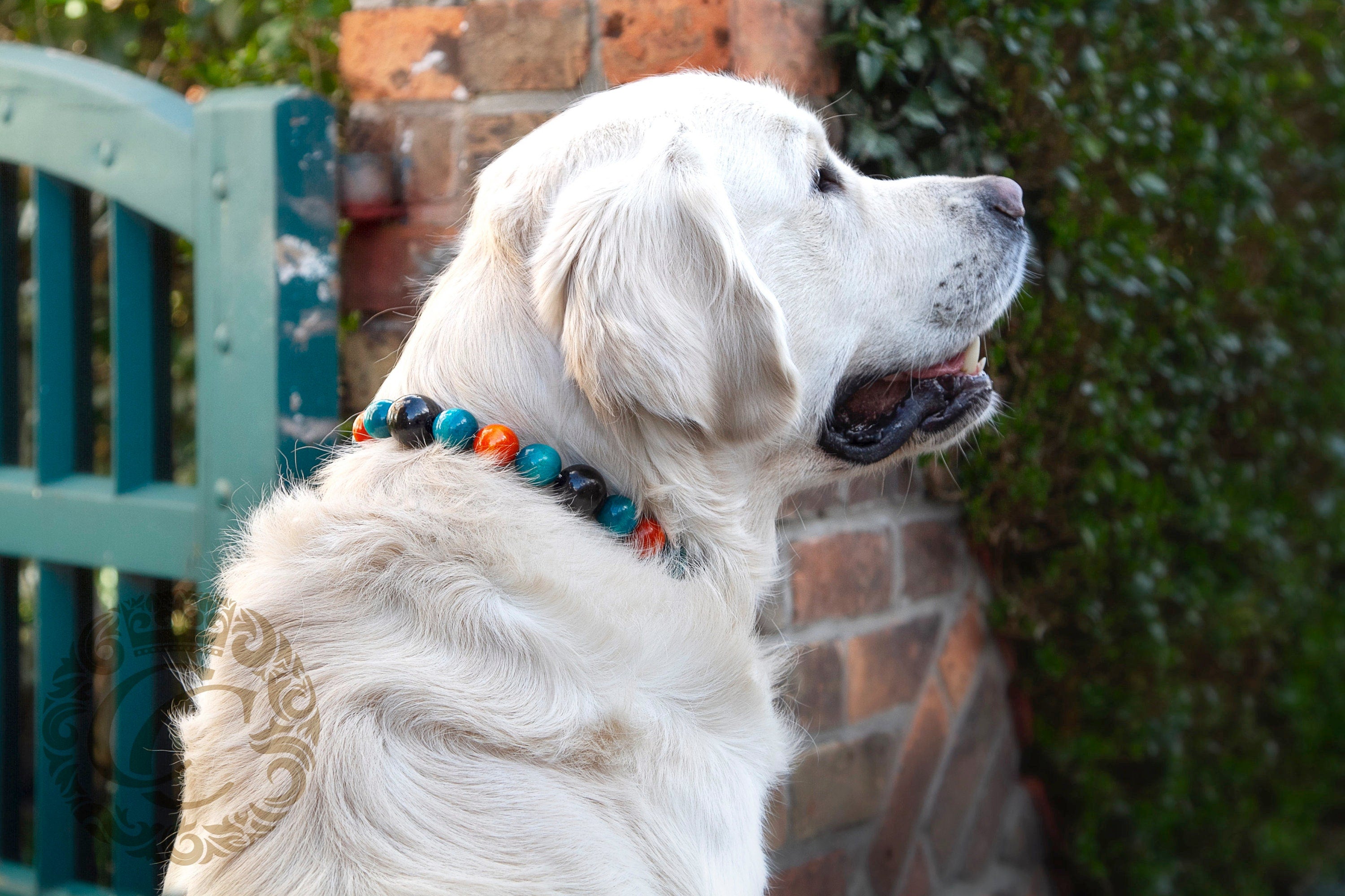 Dog collar Trendy Turquoise