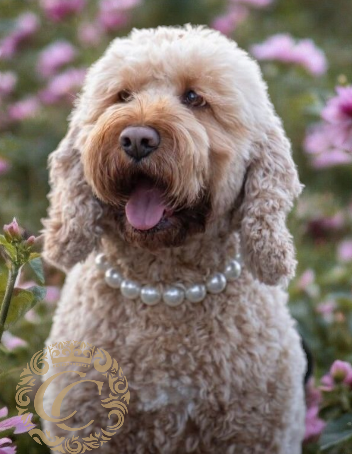 Dog collar Lady Pearls Maxi | Dog Collars | jewelry dog Collars | CollarCrafts | dogcollar | collar | hondenhalsband | halsbanden en leibanden | Luxury dog collars | unbreakable necklace for dog | chic dog collar | Christmas dog collars | martingale dog collars | Pearls dog collars | alu max com dog collars | beaded collars for dogs | White pearls dog collars
