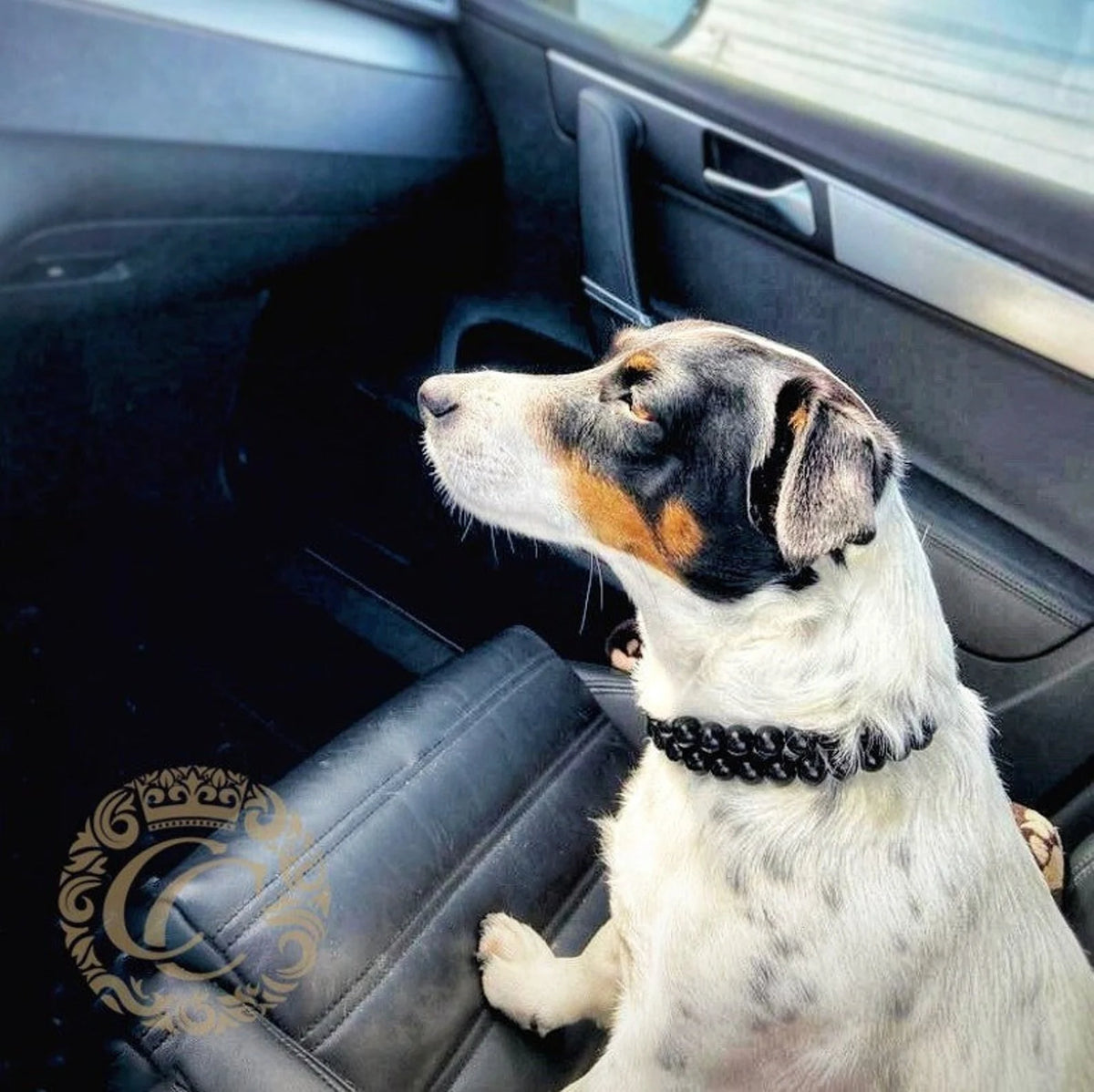 Dog collar Double Black Rowan