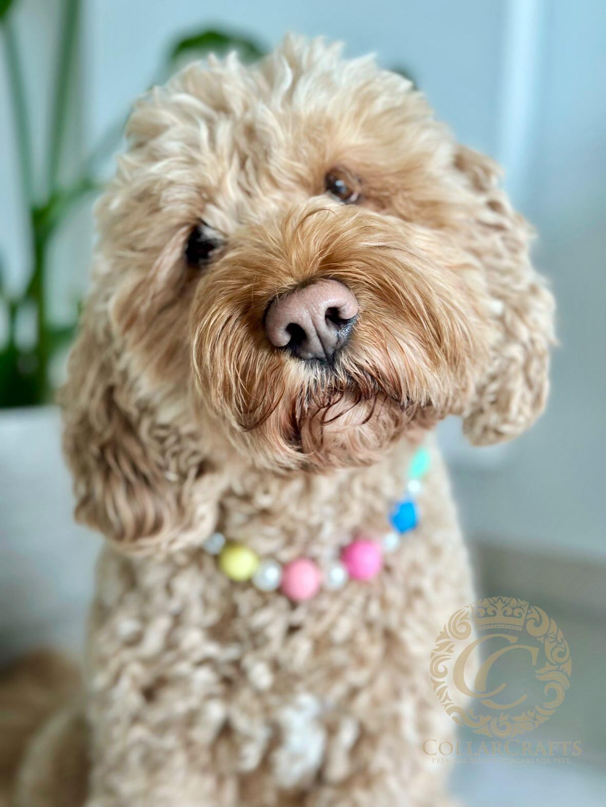 Beaded dog collar CollarCrafts on a cockapoo Rippy