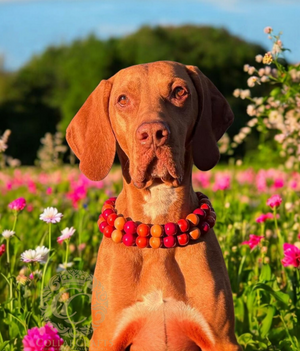 Beaded Dog Collar Large Dogs Unbreakable Dog Necklace Large Orange Beads 