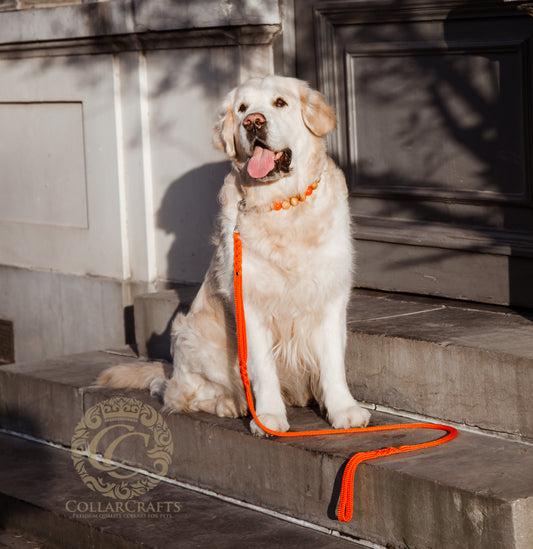 Dog Collar CollarCrafts Orange Splash with a matching CollarCcafts Orange traffic leash on a golden retriever