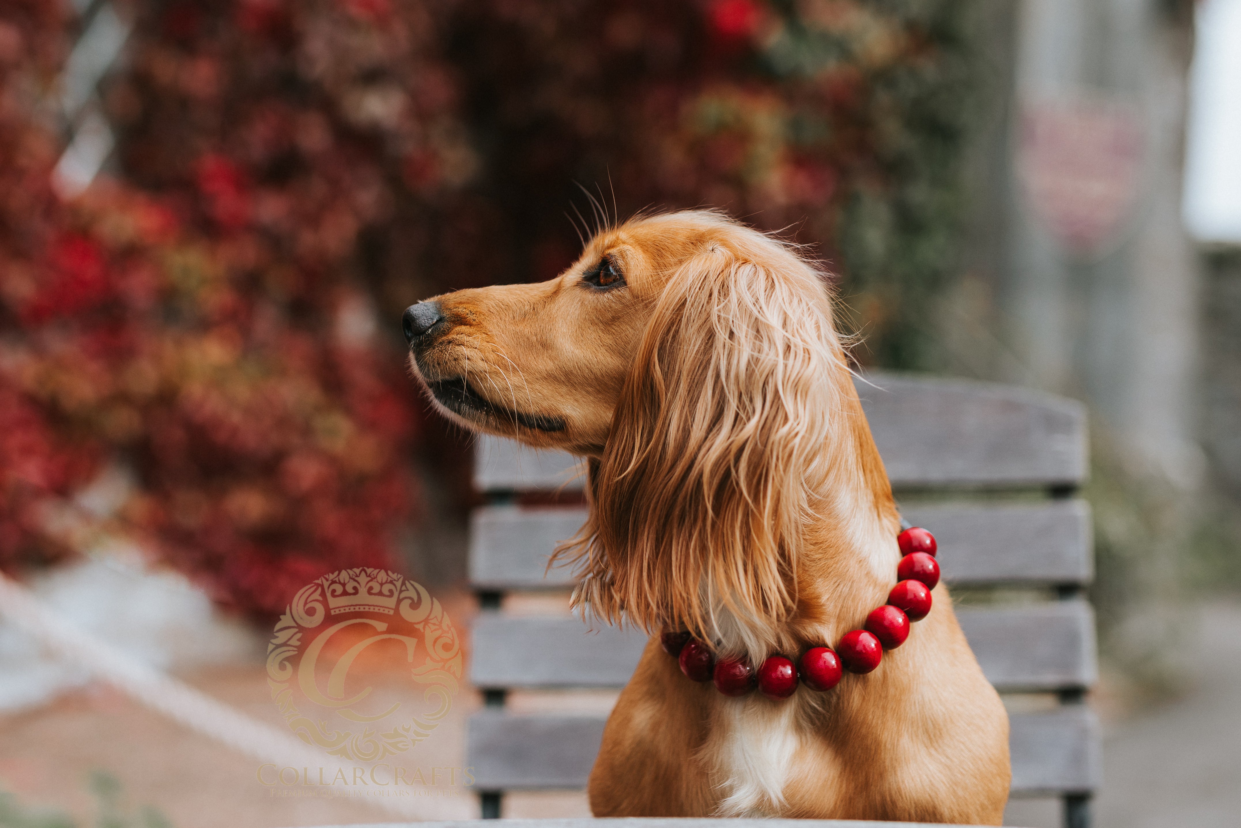 Dog wearing a CollarCrafts red beaded collar sitting on a bench with blurred foliage in the background