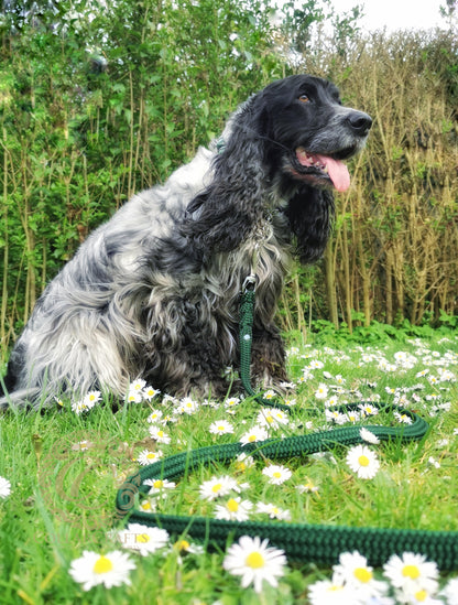 Dog Leash Emerald Green Durable Handmade Leash Large Dog Green Leash Washable Dog Lead CollarCrafts