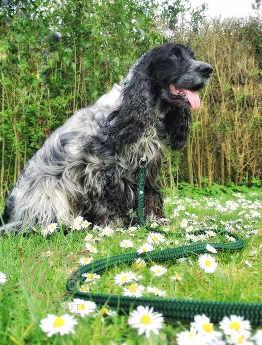 Dog Leash Emerald Green Durable Handmade Leash Large Dog Green Leash Washable Dog Lead CollarCrafts