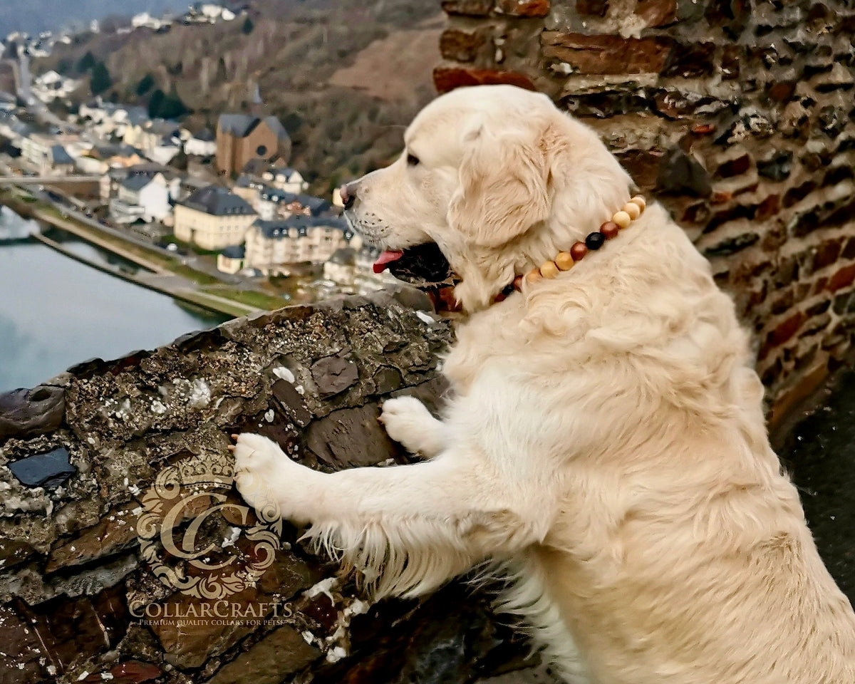 A golden retriever dog wearing a  CollarCrafts beaded collar stands on a stone wall overlooking a river town. The collar features natural wood and dark brown beads.
