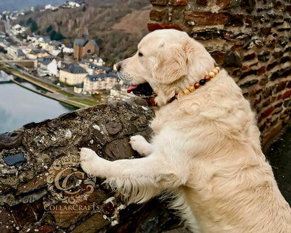 A golden retriever dog wearing a  CollarCrafts beaded collar stands on a stone wall overlooking a river town. The collar features natural wood and dark brown beads.