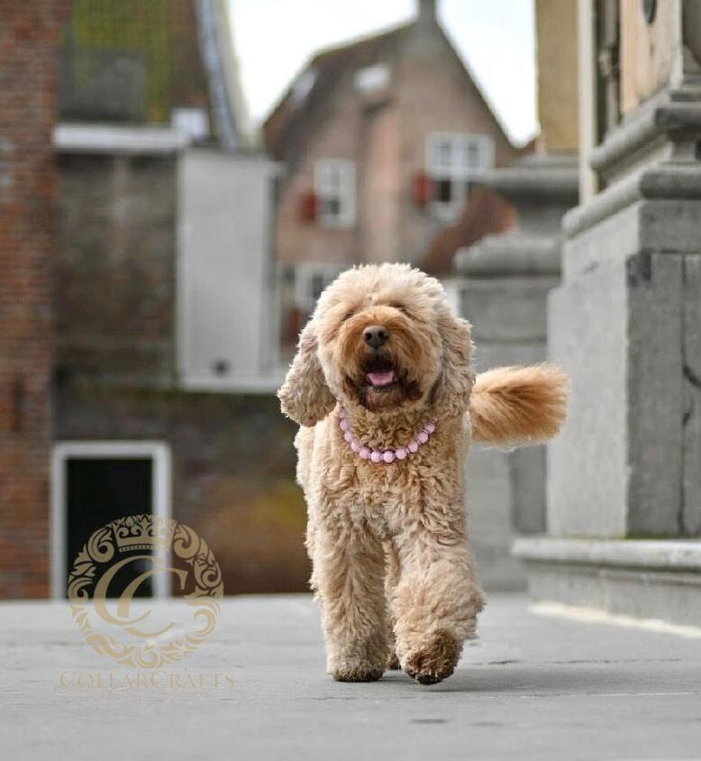 Dog collar Pink Sparkle LUX - Main Image