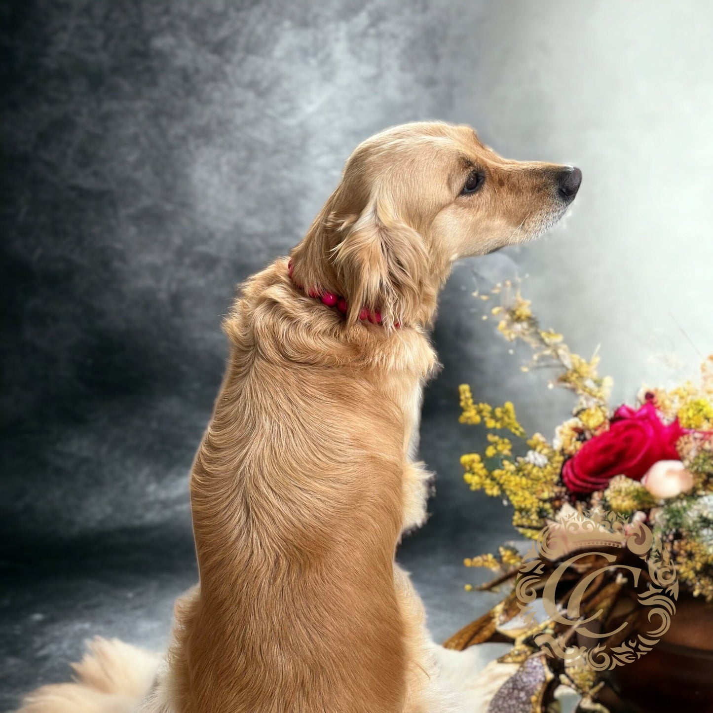 Beaded dog collar CollarCrafts Fuchsia Maxi on a golden retriever Pippa