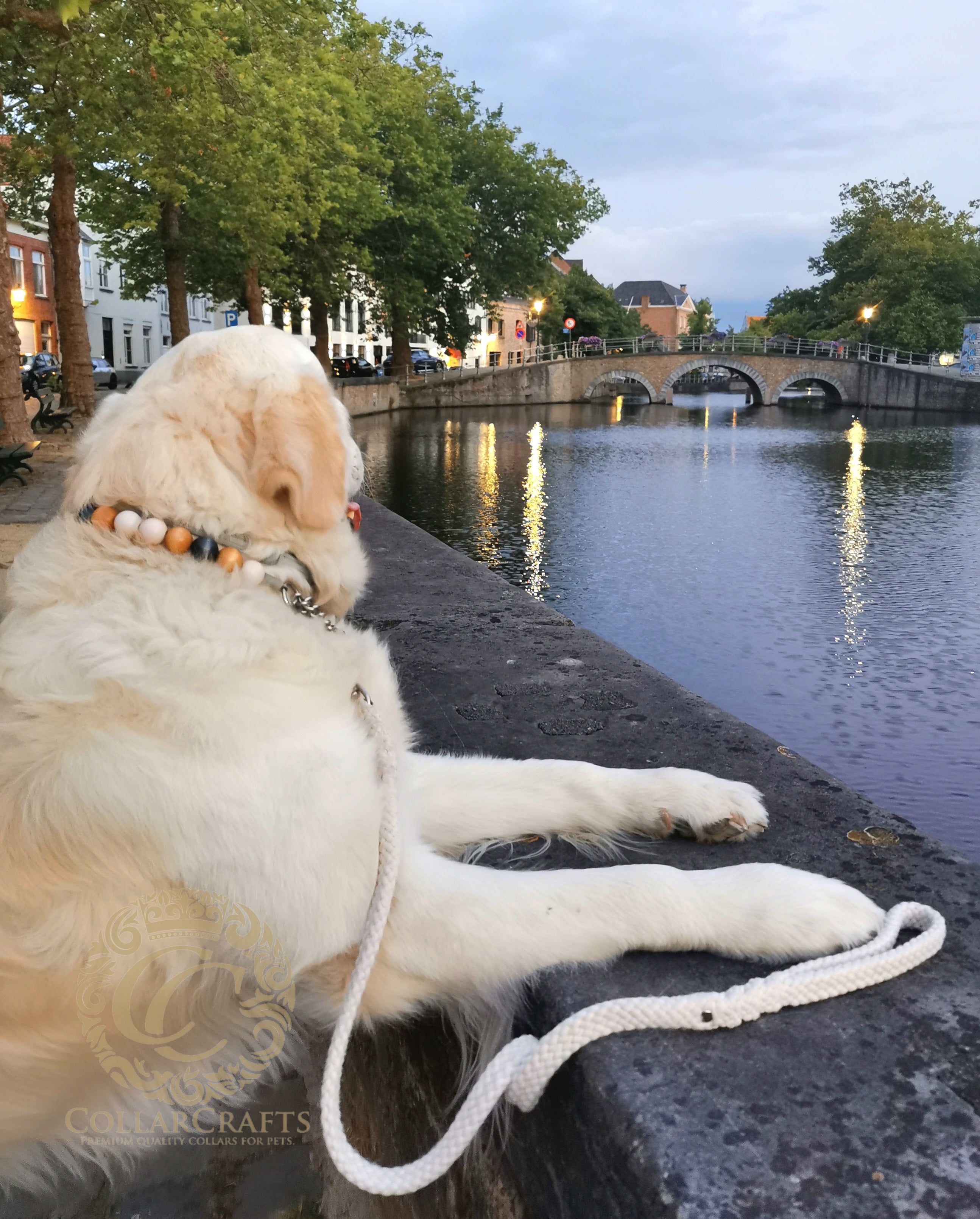 Dog collar Summer Jeans Maxi